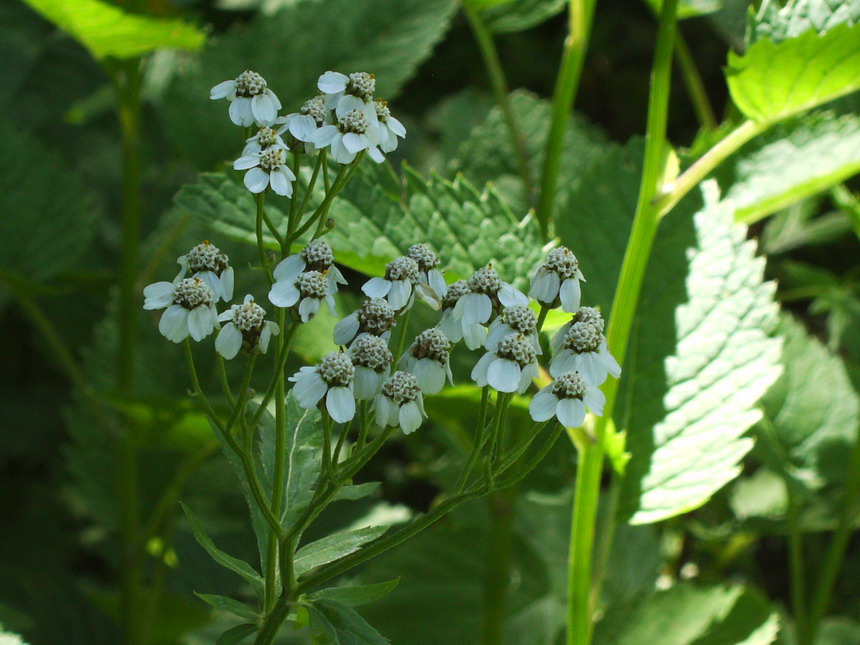 Achillea macrophylla / Millefoglio delle radure